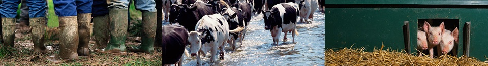 gallery/sites-default-themes-cjctheme-images-banners-small-1