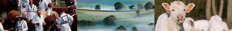 gallery/sites-default-themes-cjctheme-images-banners-small-5